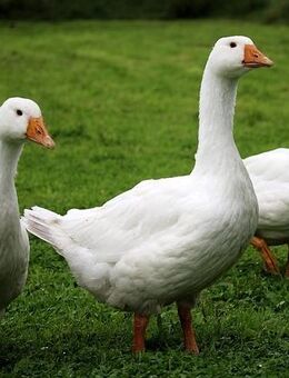 Gänse und Enten küchenfertig für Weihnachten - Potsdam