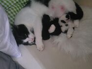 Katze mit 4 babykatzen - Dortmund Hangeney