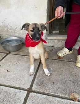 Amy - aktiv, verspielt und neugierig - Heppenheim (Bergstraße)