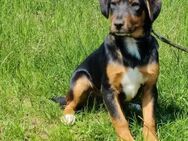 Chaly - Körbchen gesucht - Elmshorn