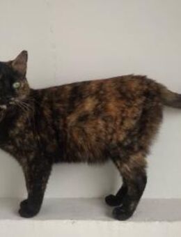 Schwestern suchen gemeinsames Zuhause - Alfeld (Leine)