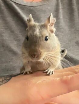 3x Degus mit Nagarium - Hofheim (Taunus)