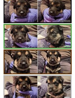 Welpen Deutscher Schäferhund , Ostdeutsche Leistungslinie, gerader Rücken - Rathenow