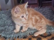 2 Süße Kitte suchen neues Zuhause! - Potsdam