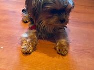 Yorkshire Terrier Mini sucht liebevolles neues Zuhause - Brandis