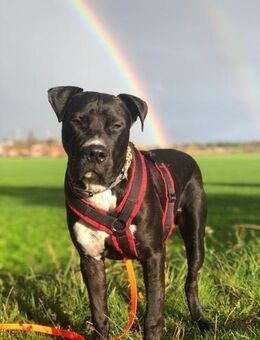 LUPO ein fröhlicher Schalk mit großem - Algermissen