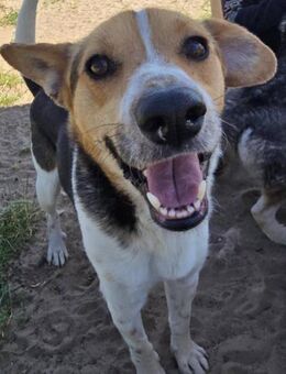 Balar - Traumhund sucht dich - Köln