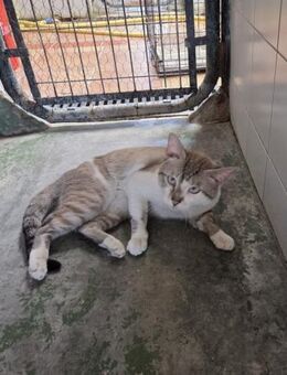 Simba - Familienkater sucht Zuhause! - Walluf