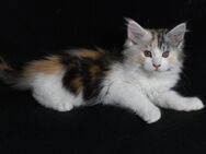 Maine Coon Kitten aus seriöser Hobbyzucht suchen ein Zuhause - Laupheim