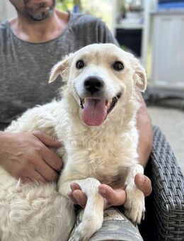 Bella sucht ihr Körbchen - Krefeld