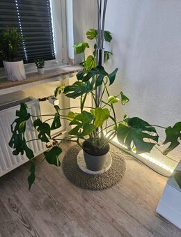Schöne Monstera Pflanze zu verkaufen - Duisburg
