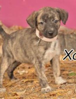 Der entzückende Xanthe❤️ - Essingen (Rheinland-Pfalz)