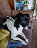 Jack Russell Mix in 33829