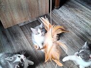 Kitten langhaar mix - Lübtheen Zentrum