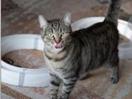 Jasmine - Tigermädel sucht ihre Familie - Unterföhring