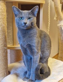 Russisch Blau Deckkater / Stammbaum - Neustadt (Donau)