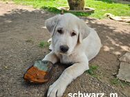 Leonberger-Malamute Mix Welpen - Paderborn