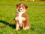 Süßer Australian Shepherd Welpe (Rüde) in Red Tri sucht sein Zuhause. - Lohmar