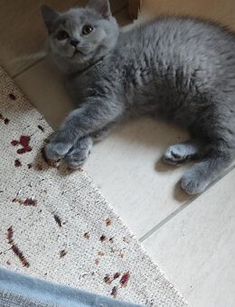 BKH Kitten Farbe Blau - Hebertsfelden
