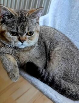 Noch zwei Kätzchen suchen ein für immer Zuhause! - Unterschleißheim