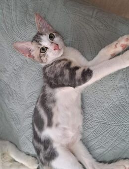 Dewey 🐾 die Nr. 2 aus dem Trio - Kirchheim (München)