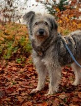 Wuschelhündin Marianne - München