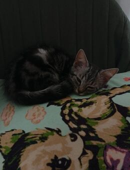 Süßes Katzenbaby sucht neues Zuhause - München