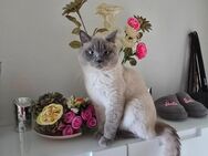 Britisch Kurzharige Blue Point Deckkater - Berlin