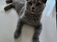 BKH Katzen - Krefeld