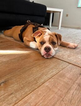 Süße old English Bulldog Hündin - Köln