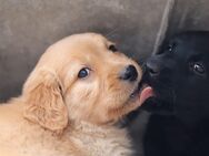 Labrador Welpen - Langenbernsdorf