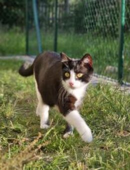 CLYDE - geb. ca. 15.07.2025 - Eibenstock