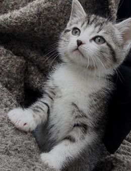 Britisch kurzhaar Kater - Augsburg