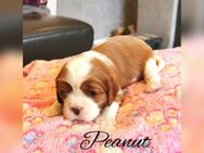 Cavalier King Charles Spaniel Welpen suchen - Gladbeck