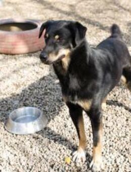 EMO - ich liebe spazierengehen - Overath