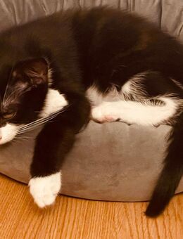 Babykatze abzugeben - Rosenheim