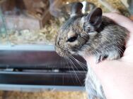 Degu Jungtiere abzugeben - Dorsten