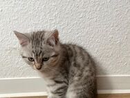 🐾 7 Katzenbabys zu vergeben – 1 Mädchen dabei! 🐾 - Duisburg