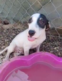 💙 Lustiger Welpe Chiko sucht dich 💙 - Eislingen (Fils)