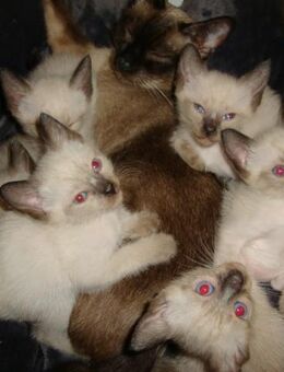 Traditionelle Siam x Mekong Bobtail ? wunderschöne Kater-Kitten - Kassel