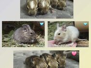 Degus - Unser Nachwuchs sucht ein schönes, artgerechtes Zuhause - Poppenhausen