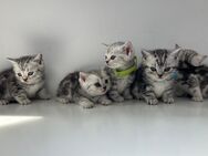 Bkh Kitten Britisch Kurzhaar Tabby - Lohne (Oldenburg)