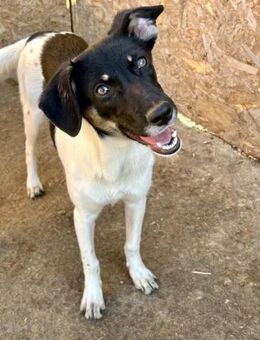 Emma möchte ein eigenes Körbchen 💕 - Großefehn