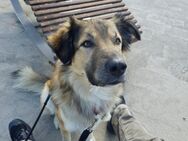 Louis - Toller Rüde auf PS in Peine - Berlin