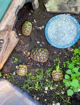 Verkaufe Bildhübsche Nachzuchten griechischer Landschildkröten - Oberhausen