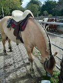 Geführte Schrittausitte am Führstrick für Anfänger in 41179