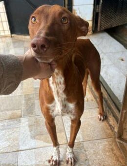 Nando Sonnenschein auf vier Pfoten - Berlin