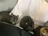 3 Katzenkinder Hauskatze - Dortmund