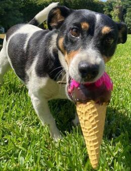 Milou: Kleines Herz sucht große Liebe - Hückelhoven