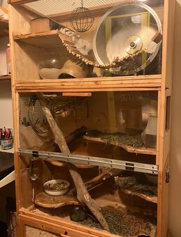3 DEGU weibchen mit stall, laufrad etc. - Weimar Zentrum
